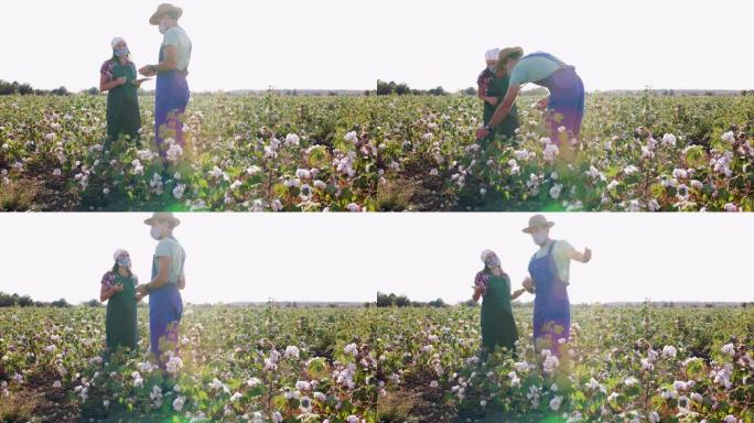 棉花采摘的季节。农民们戴着防护口罩在棉花地里劳动。在金色的夕阳下，在收获前评估作物。COVID-19