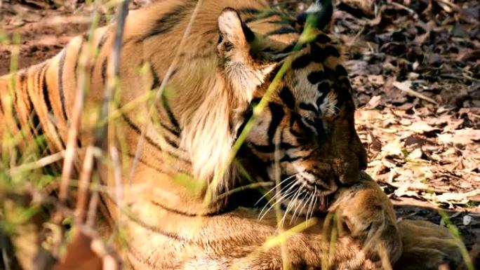 老虎在Bandhavgarh老虎保护区放松和修饰自己