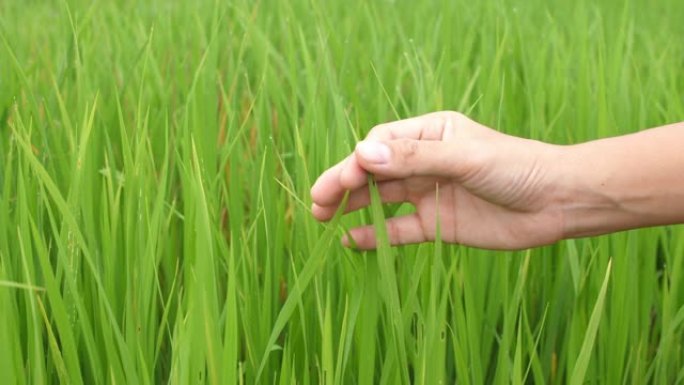 一名妇女用手触摸稻田里的稻谷或小麦