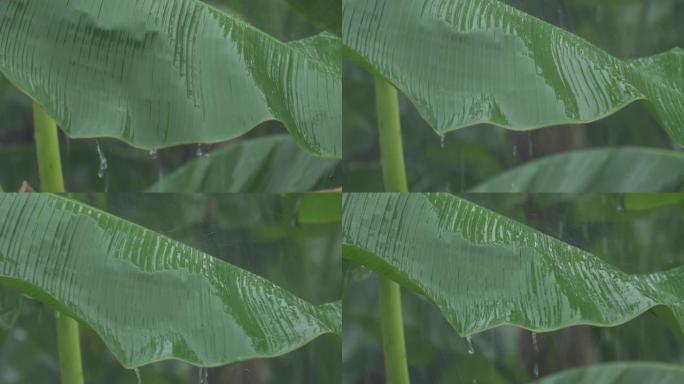 绿色香蕉叶上的雨滴
