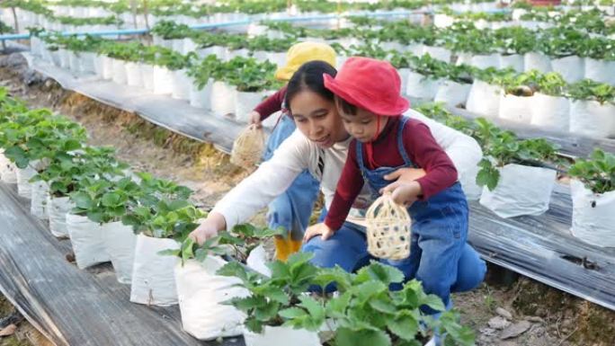 可爱的儿童女孩与母亲兄弟姐妹正在有机草莓农场采摘红色成熟的浆果。与家人一起度假的儿童户外活动。