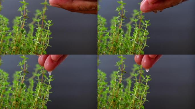 农民在黑色背景上浇水百里香植物的手，草药和辛辣植物用于烹饪食物