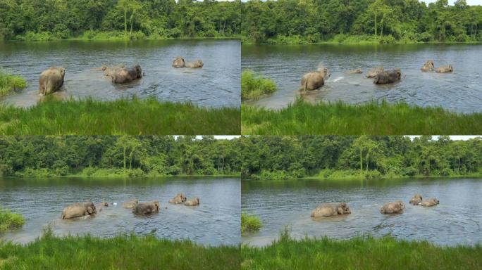 家庭大象在泰国的丛林中洗澡