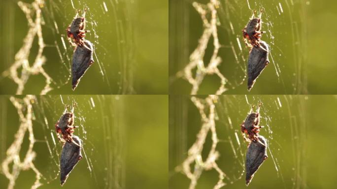 斑点的orb weaver蜘蛛在其网络中带有木乃伊虫