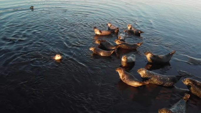 野生动物。海狮殖民地。许多海豹，海狗，走在日落沙滩上。