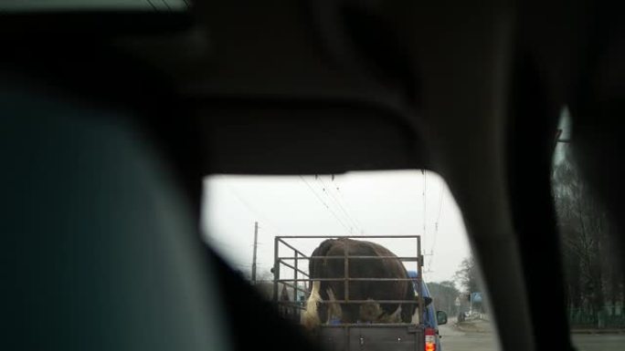 牛是用小拖车运输的。