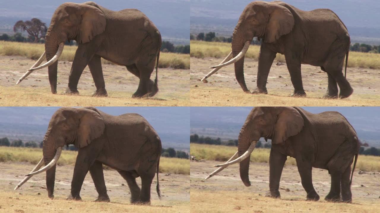 一只巨大的象牙大象走过相机