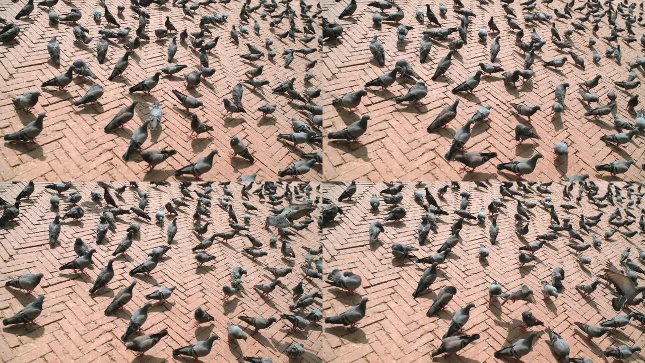 在尼泊尔加德满都的Boudhanath佛塔广场人行道上，大型鸽子的慢动作镜头成群结队地行走和飞行。