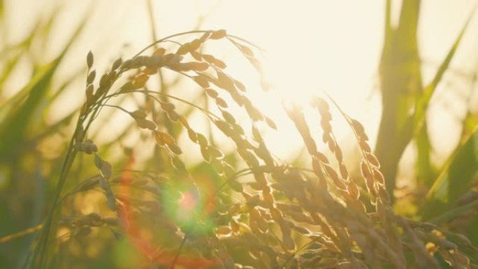 在风和黄昏的天空中生长的水稻