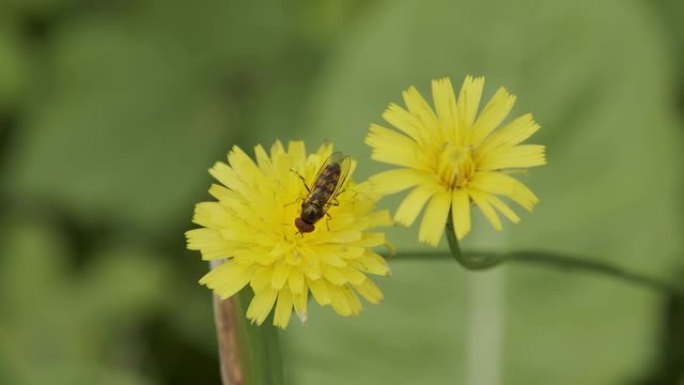 黄蜂从黄色的花中采摘花蜜