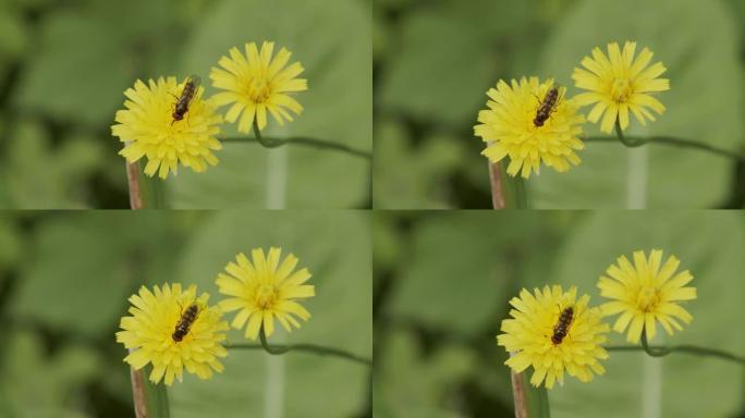 黄蜂从黄色的花中采摘花蜜