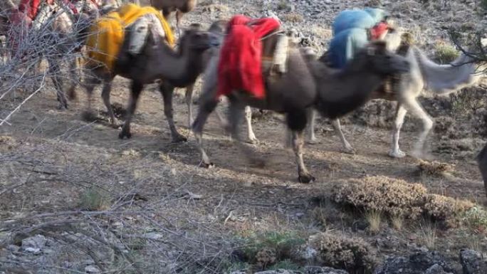 用骆驼迁移到热高原