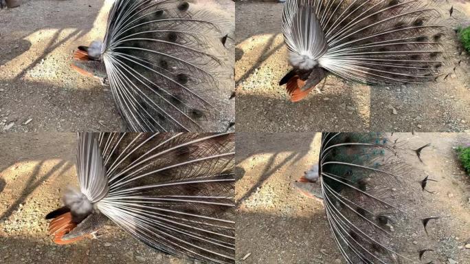 4k视频，一只美丽的印度雄性孔雀鸟展示并摇动他五颜六色的羽毛尾巴。从背面看。