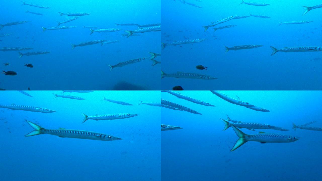 梭子鱼学校 (Sphyraena barracuda)，其中一种在清澈的水域中处于前景