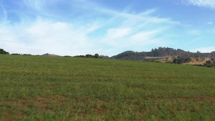 低无人机动态拍摄在农村绿色农田附近，背景是牛