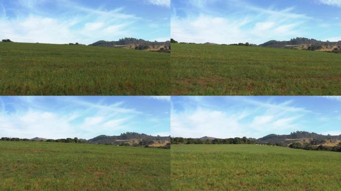 低无人机动态拍摄在农村绿色农田附近，背景是牛