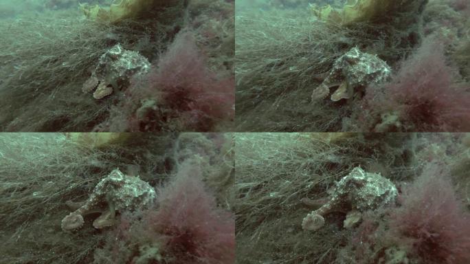 北方章鱼、角章鱼或卷曲章鱼 (eledoone cirrhosa) 藏在棕色海藻中