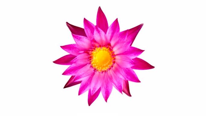 粉色睡莲纺花花朵动画二维花朵花朵旋转