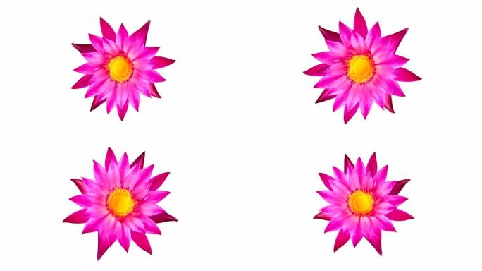粉色睡莲纺花花朵动画二维花朵花朵旋转