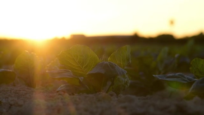 日落时分农业种植园的莴苣田。