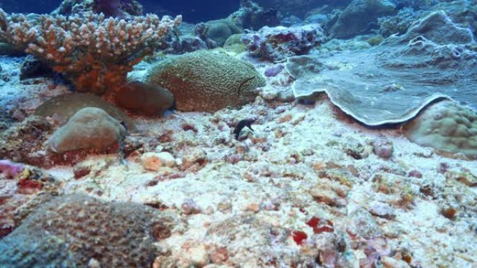 马尔代夫礁石上罕见的美丽带状鳗鱼