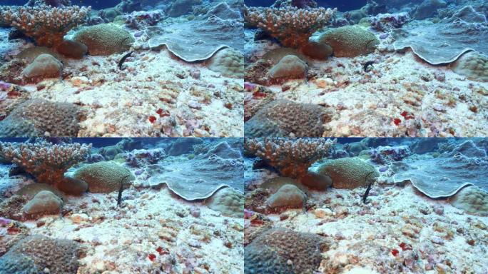 马尔代夫礁石上罕见的美丽带状鳗鱼