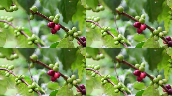 咖啡作物经济作物咖啡果咖啡树