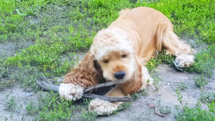 可爱的金色西班牙猎犬小狗嬉戏地咬一根棍子，夏天狗躺在草地上，户外，4k