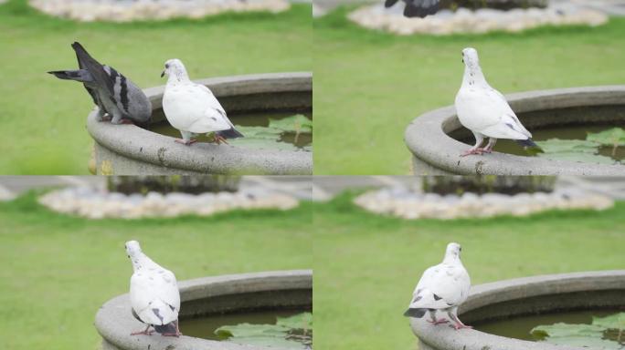 哀悼鸽子的通用4k视频B卷正在喝水。