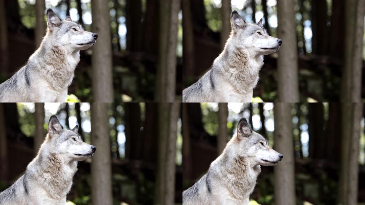 大型灰狼在森林中照顾对手和危险