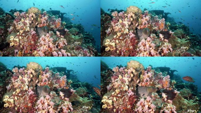 水下珊瑚礁含有巨型海鳗 (Gymnothorax javanicus)