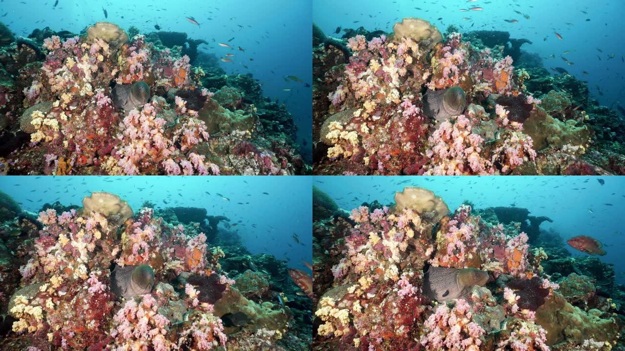 水下珊瑚礁含有巨型海鳗 (Gymnothorax javanicus)