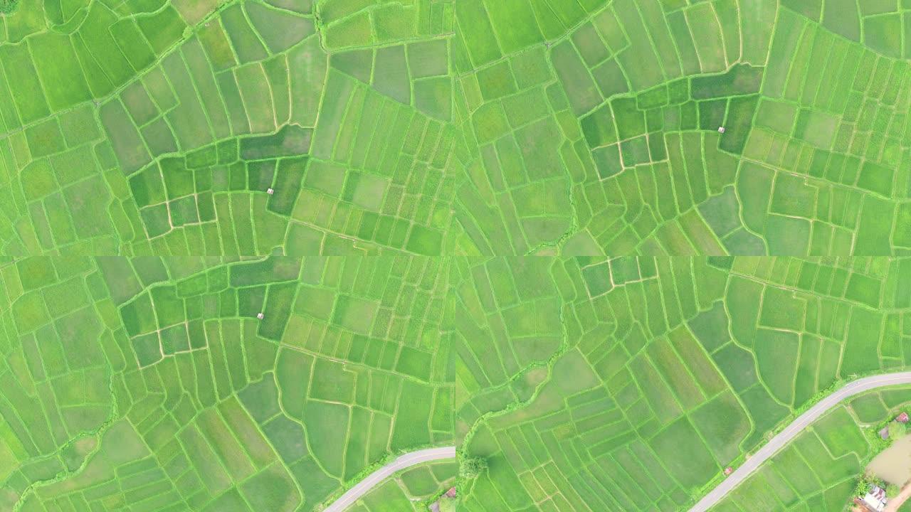 4k分辨率，稻田农业的鸟瞰图。自然黑地纹理。
