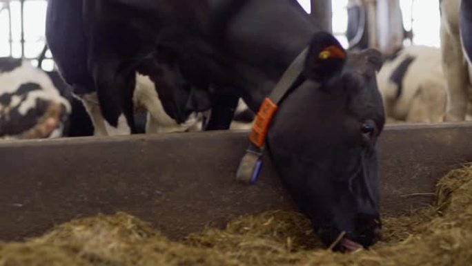 在农场牛棚的牲畜摊位中，一大群奶牛在慢动作中吃干草的特写追踪镜头