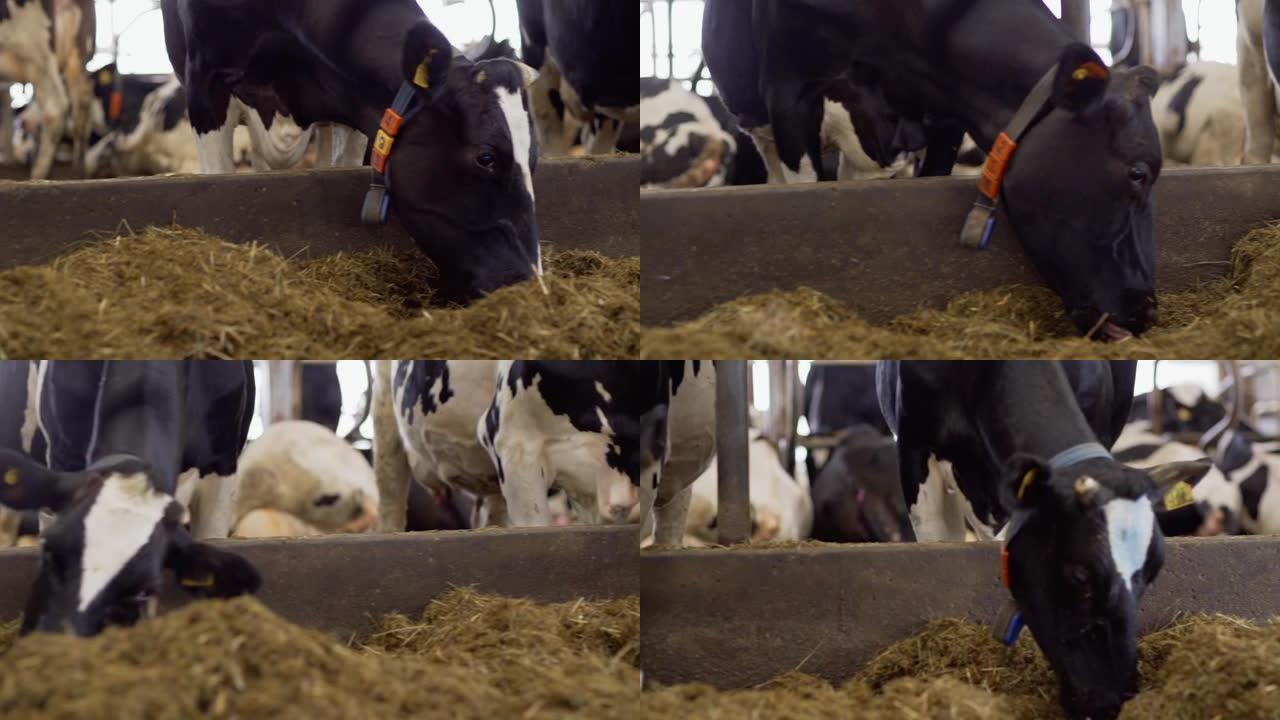 在农场牛棚的牲畜摊位中，一大群奶牛在慢动作中吃干草的特写追踪镜头