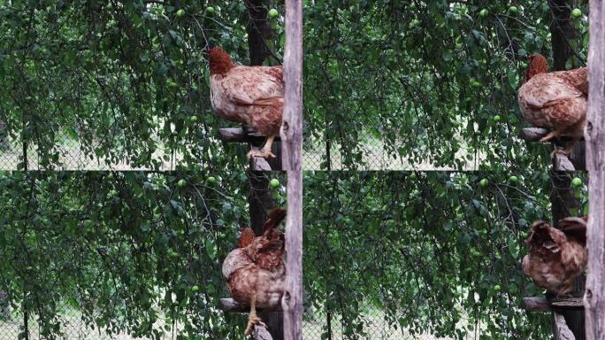 一只美丽的棕色母鸡在乡下。家禽特写在房子后院的鸡舍里。繁殖。一只有趣的成年母鸡的肖像好奇地看着相机