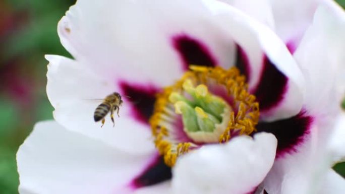 蜜蜂为白色花朵授粉。蜂蜜收获季节