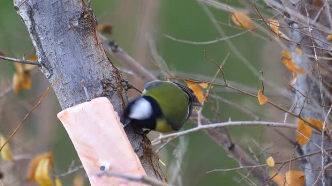 鸟-大山雀 (Parus major) 坐在树上的树枝上吃猪油。