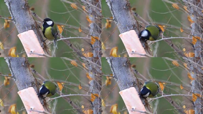 鸟-大山雀 (Parus major) 坐在树上的树枝上吃猪油。