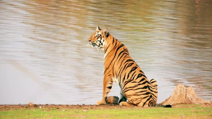 美丽的孟加拉虎 (panthera tigris) 饮用水