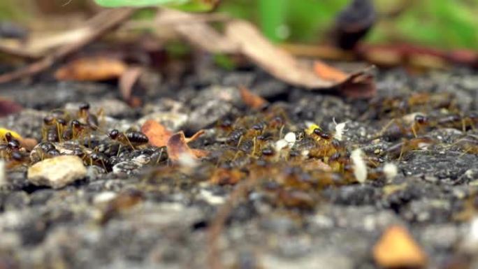 迁徙的白蚁群正在将幼虫带到新的巢中。