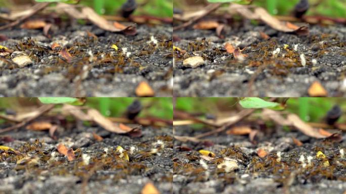 迁徙的白蚁群正在将幼虫带到新的巢中。
