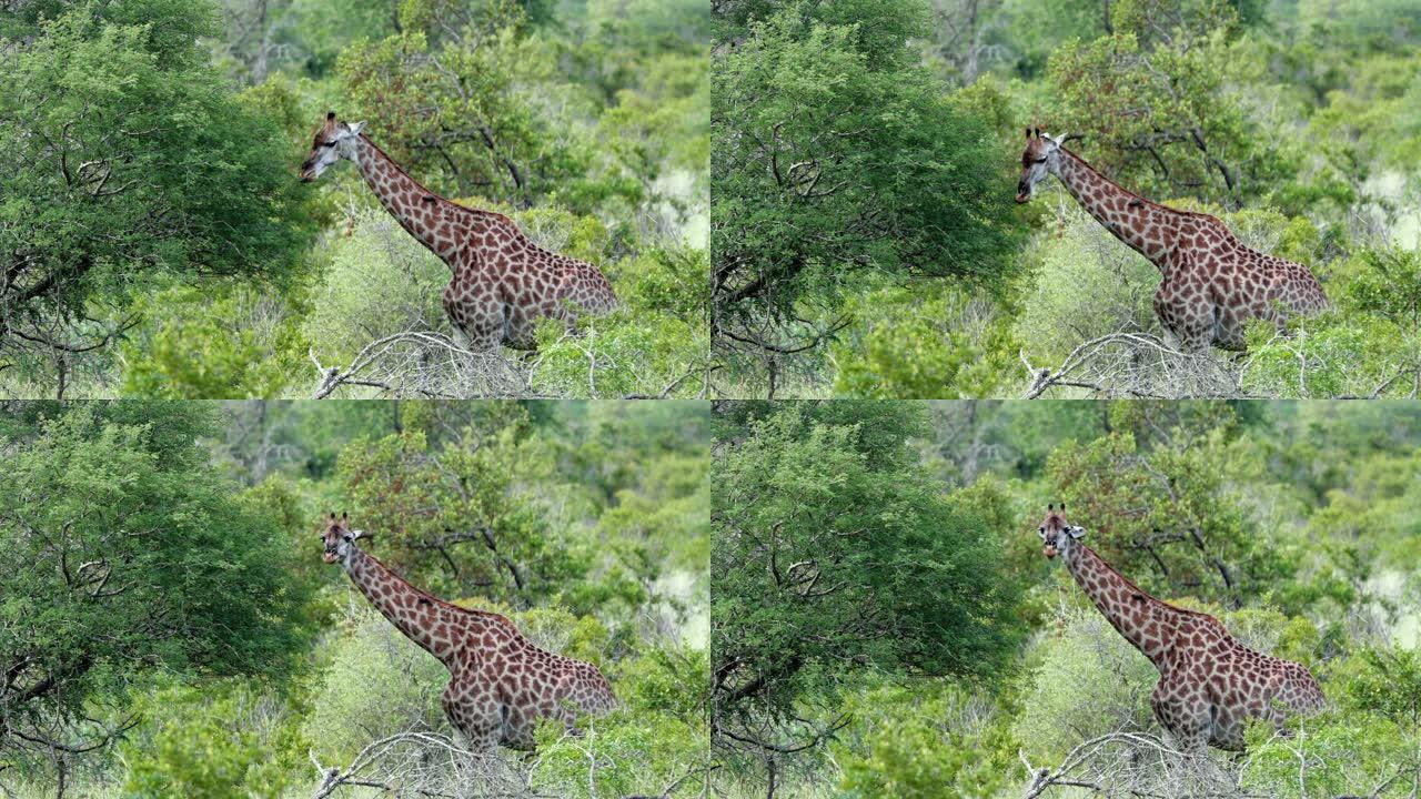 长颈鹿在非洲吃树上的叶子。森林中的哺乳动物的完美视图-自然界中的动物概念