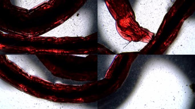 蚊子的红色幼虫在显微镜下是半透明的