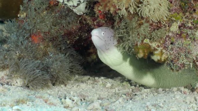 海底珊瑚中的海鳗海鱼生态环保