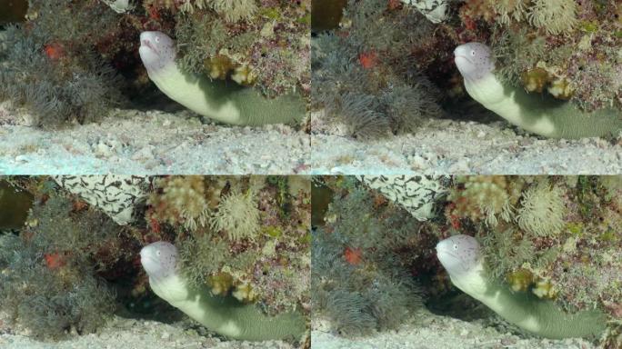 海底珊瑚中的海鳗海鱼生态环保
