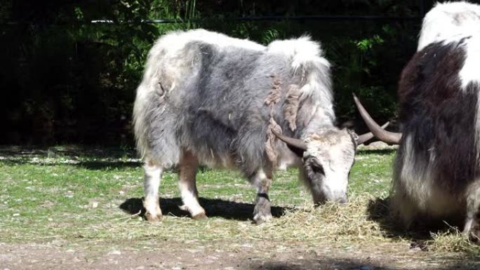 国内的牦牛，Bos grunniens是一种长毛的驯养母牛