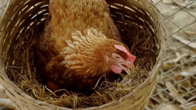 母鸡在鸡舍里孵蛋/孵蛋