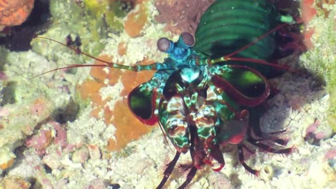 一只绿色的大螳螂虾