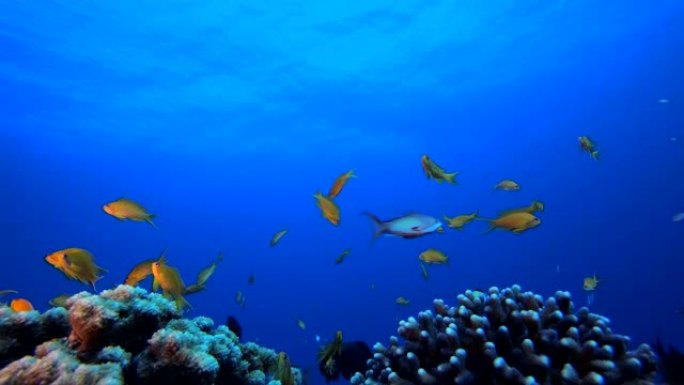 水下背景热带景观衣摄影海洋小型礁群探险景